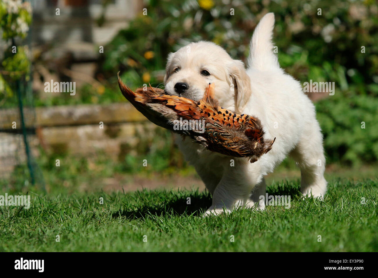 Golden Retriever. Puppy Tom (8 weeks old) fetching a lure. Germany Stock Photo