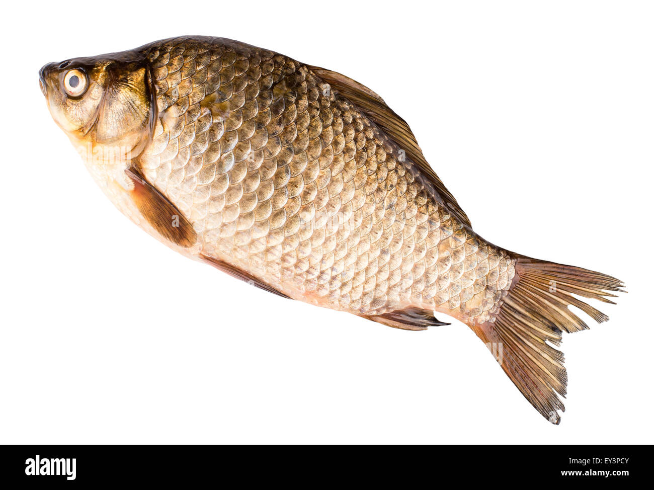 the silver carp isolated on white background Stock Photo