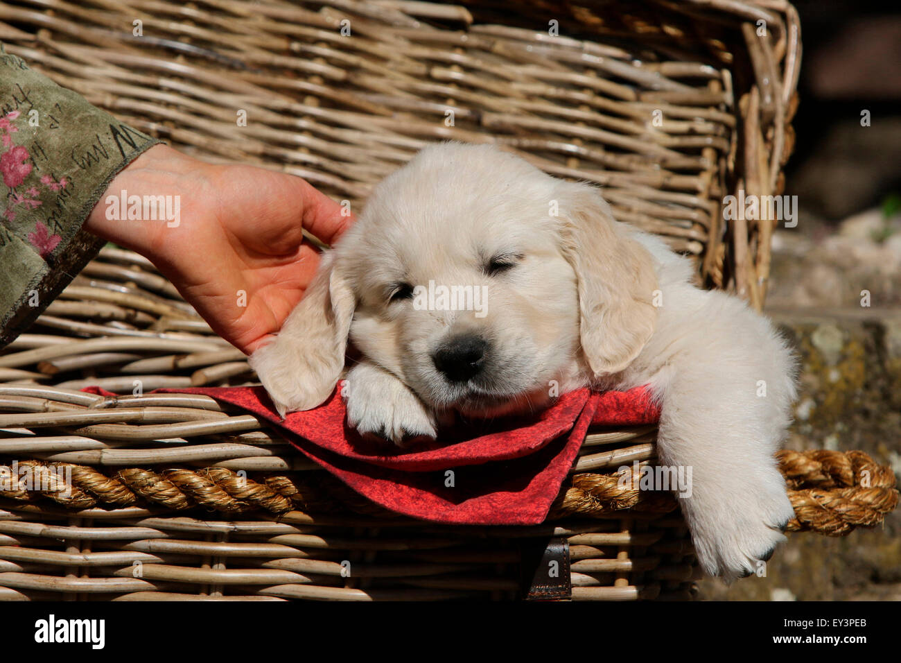 Golden Retriever. Puppy Tom (8 weeks old) sleeping in a wicker basket. Germany Stock Photo