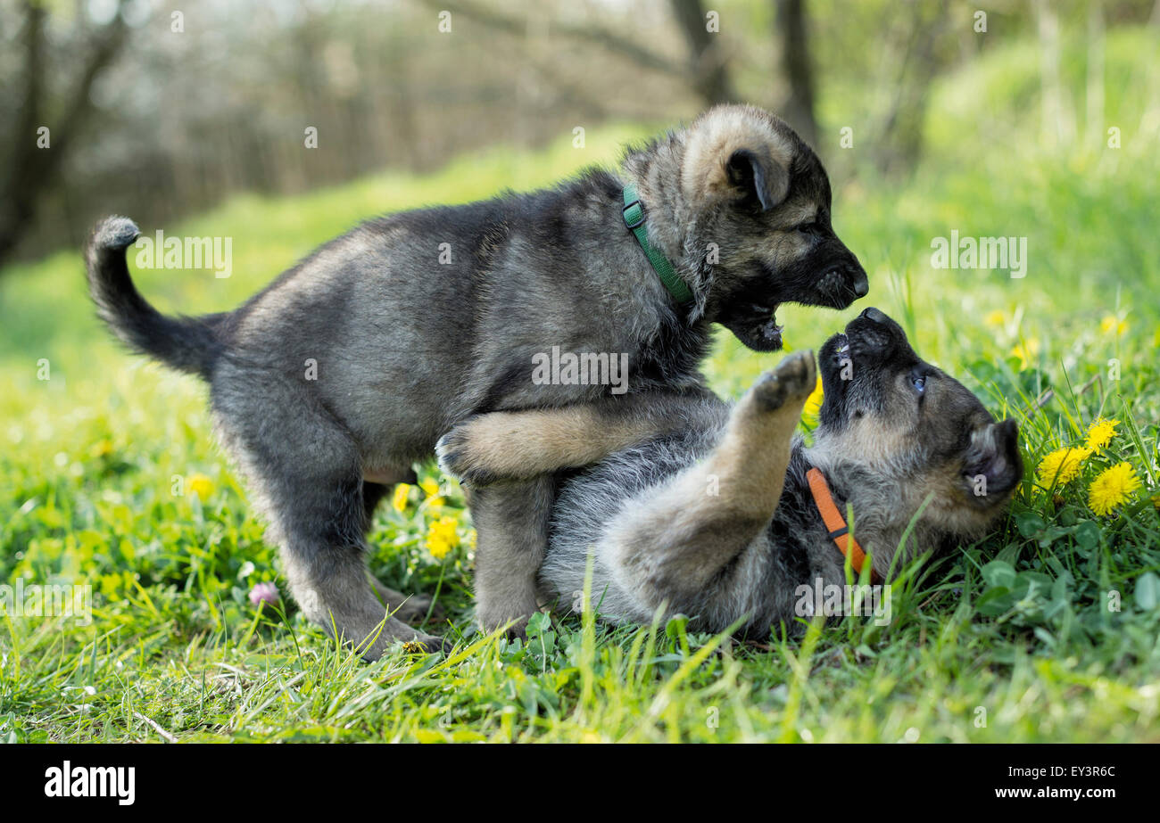German Shepherd, Alsatian. Two puppies squabbling on a flowering meadow. Germany Stock Photo