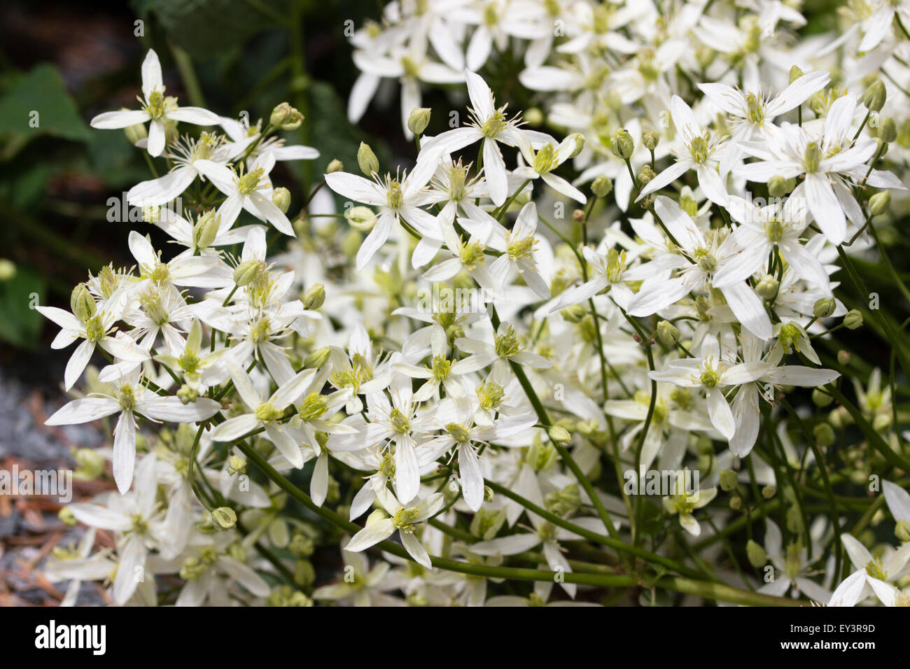 Midsummer flowers of the shrubby Clematis recta Stock Photo