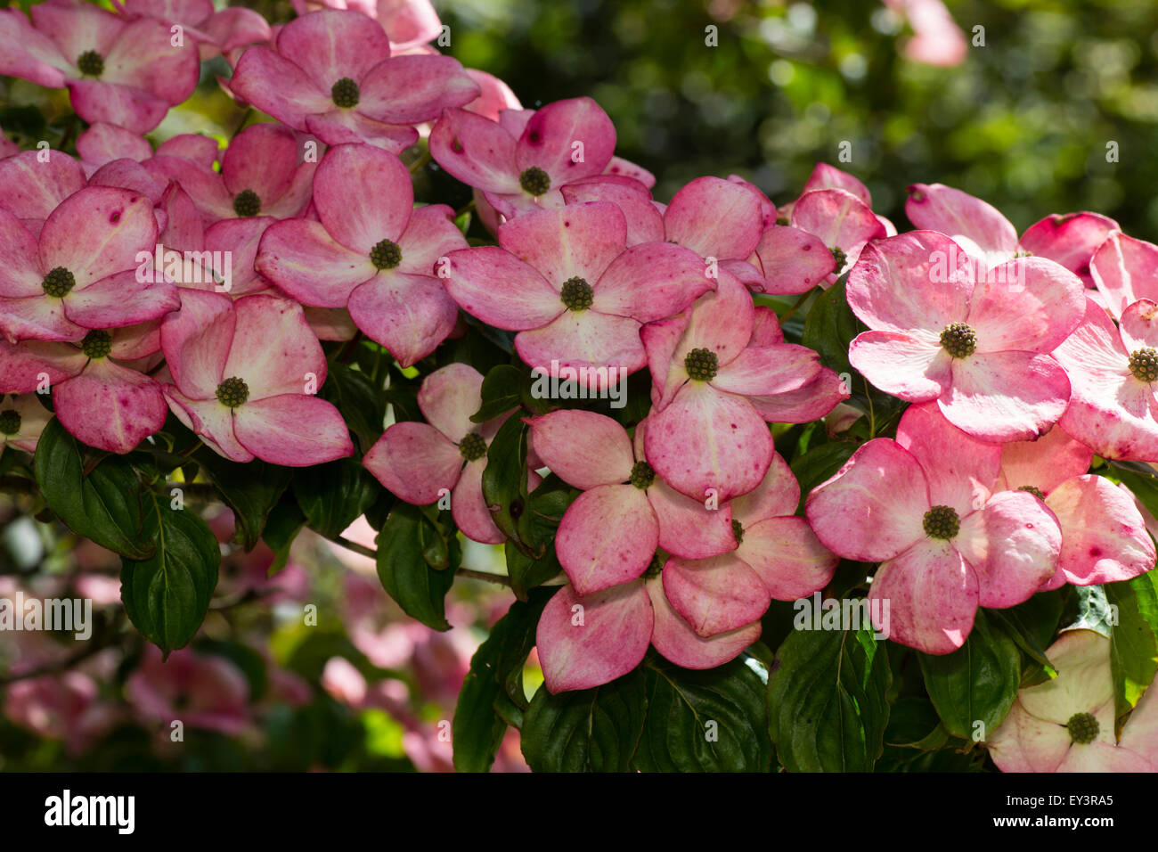 Red-pink blooms of the June flowering dogwood, Cornus kousa 'Rosea' Stock Photo