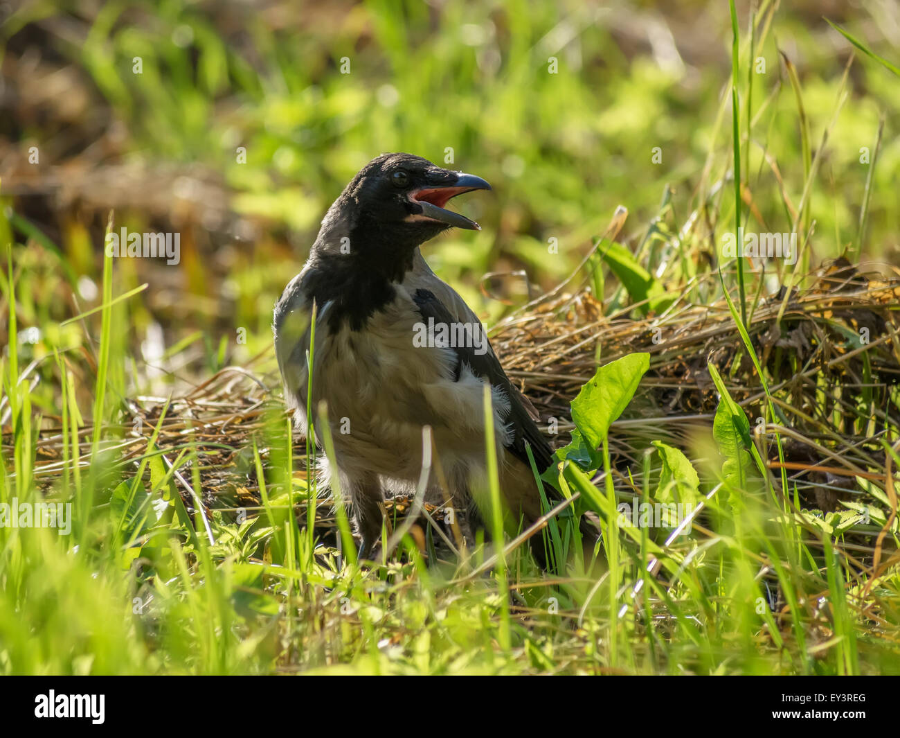 crow on grass Stock Photo - Alamy