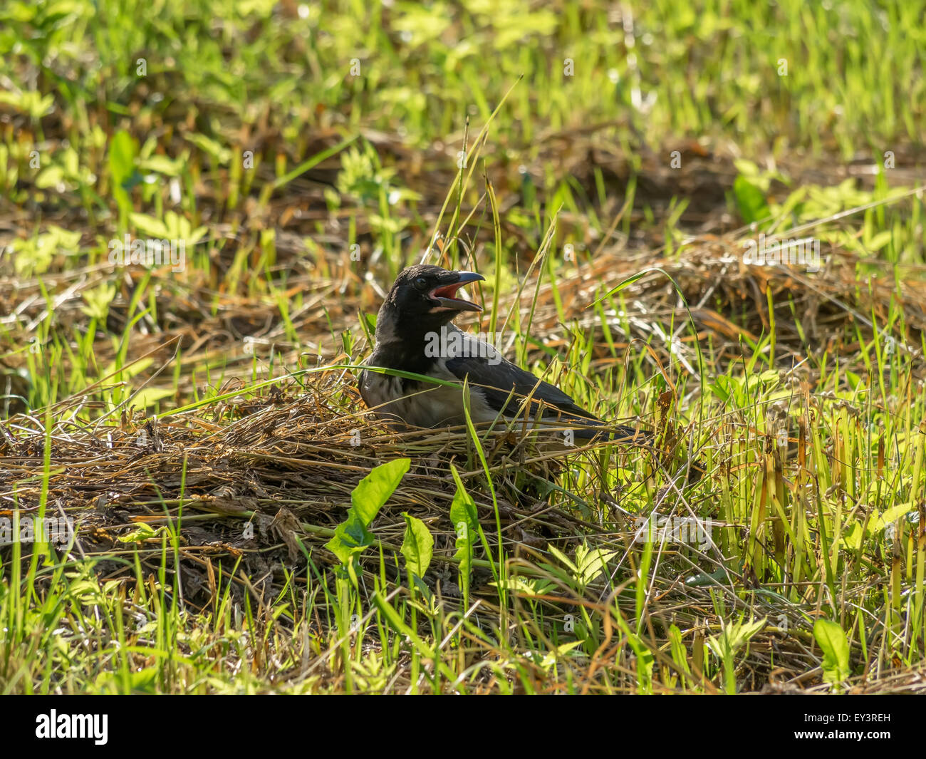crow on grass Stock Photo - Alamy