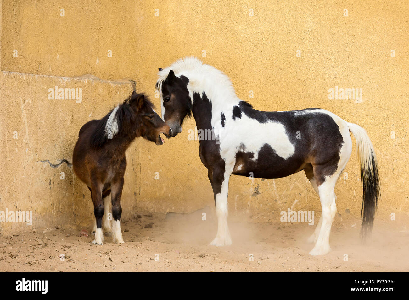 horse 1 year old