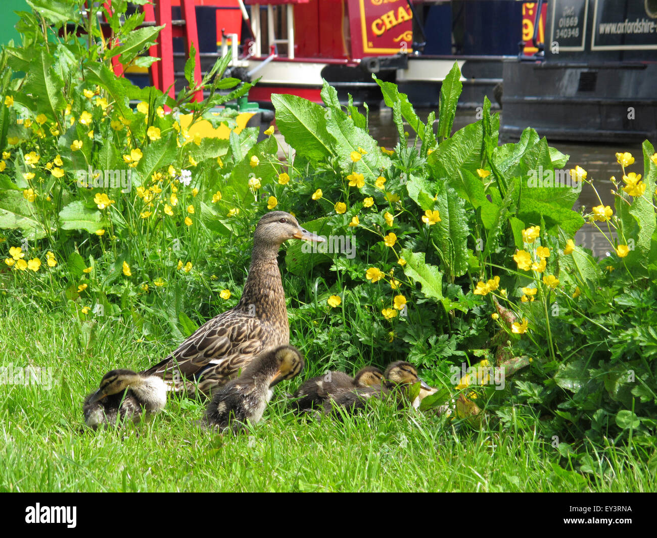 Ducks, Lower Heyford, Oxfordshire Stock Photo