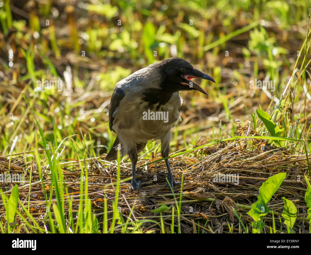 crow on grass Stock Photo - Alamy