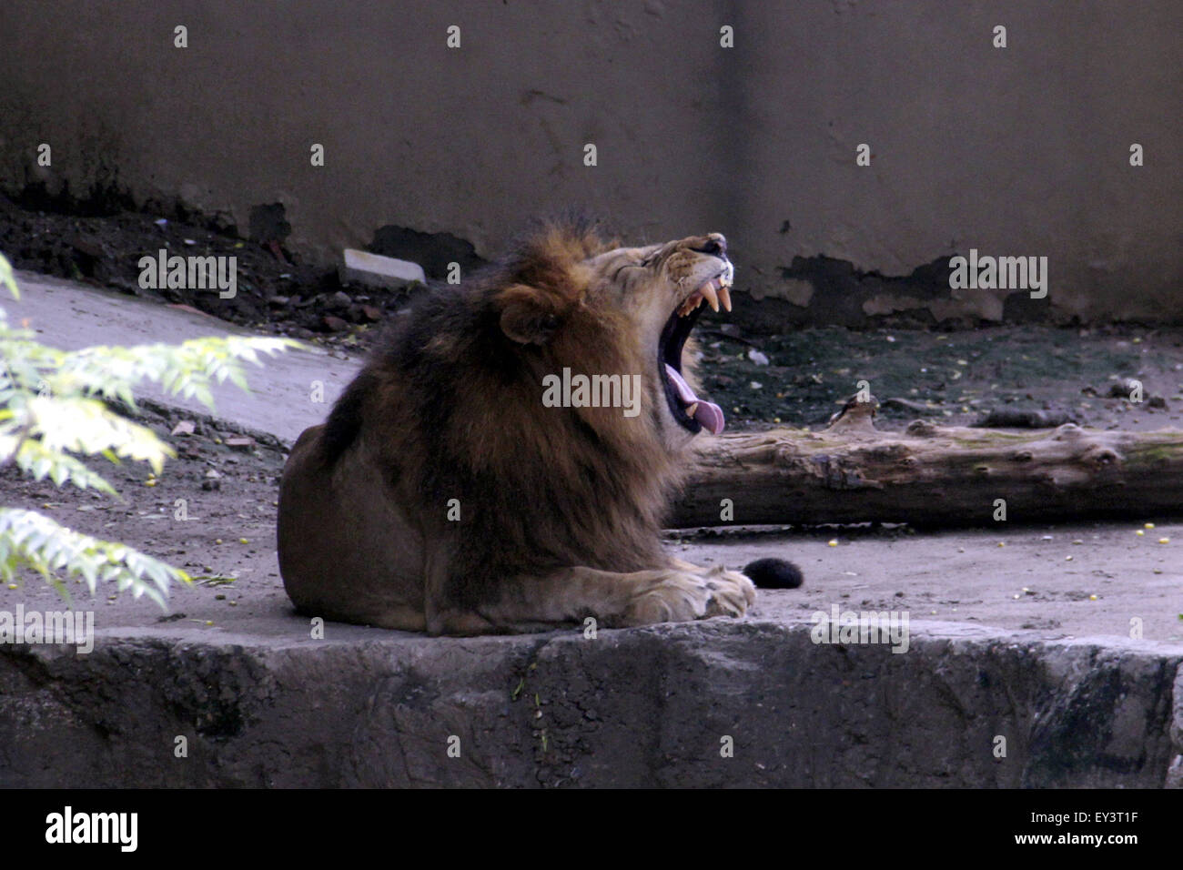 Lahore. 21st July, 2015. A lion yawns at a zoo during Eid alFitr holidays in eastern Pakistan's