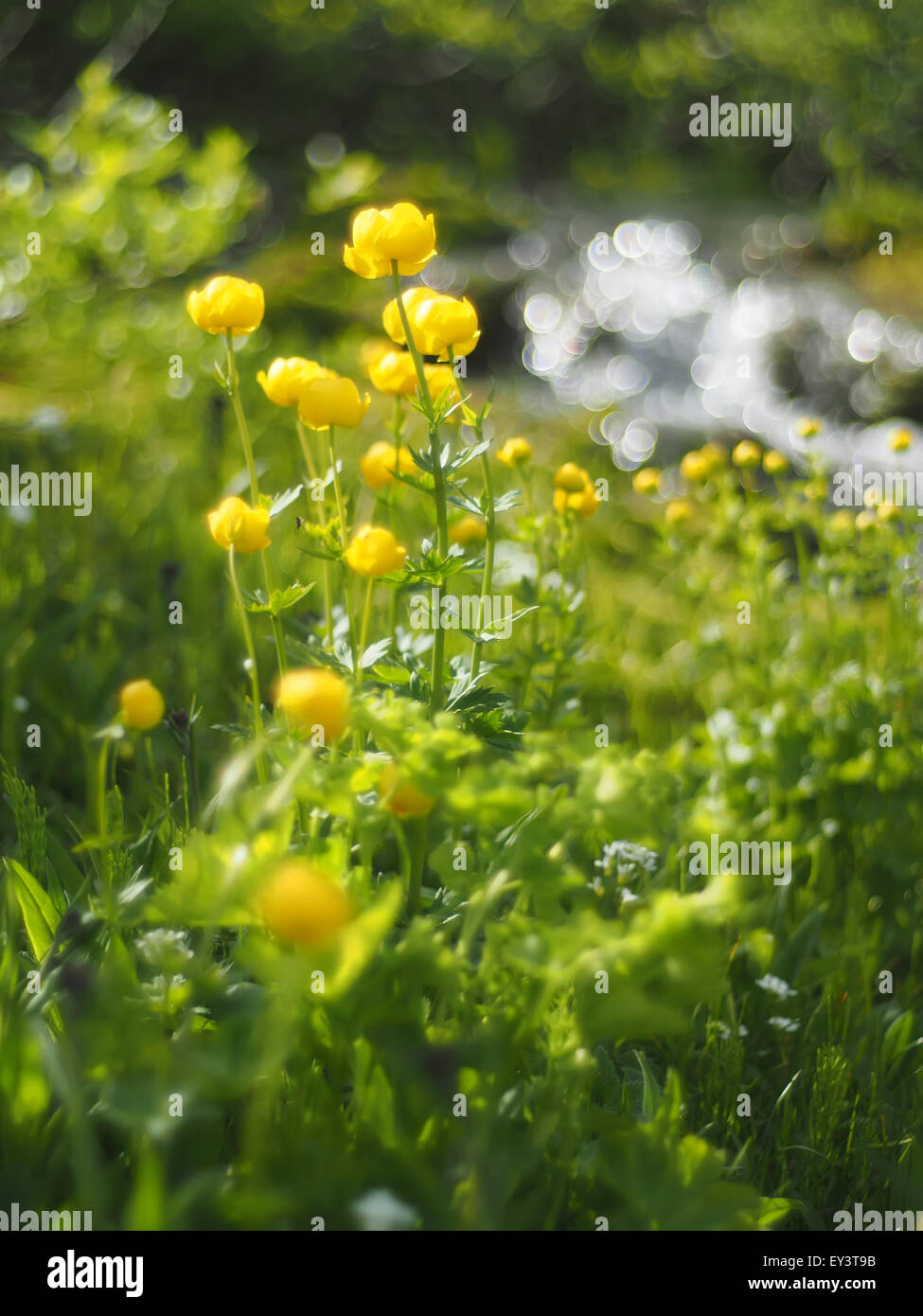 globeflowers Stock Photo Alamy