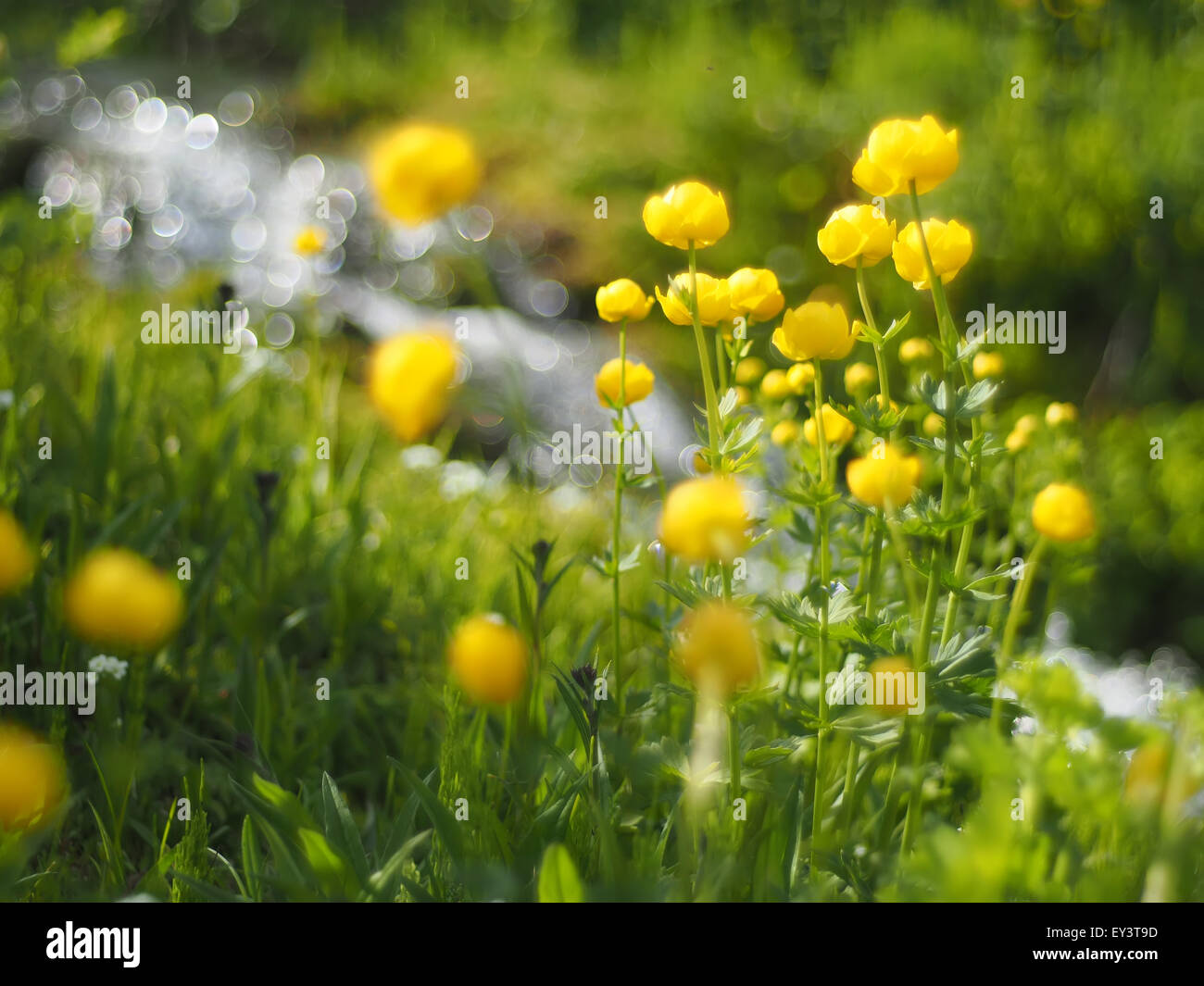 globeflowers Stock Photo Alamy