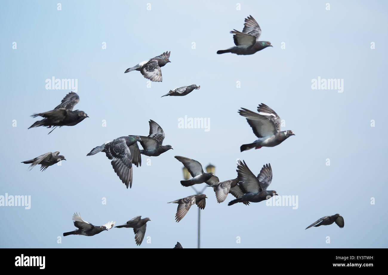 flock of pigeons in flight Stock Photo - Alamy