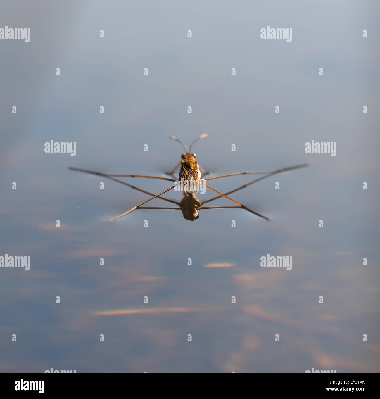 pond skater on water Stock Photo Alamy