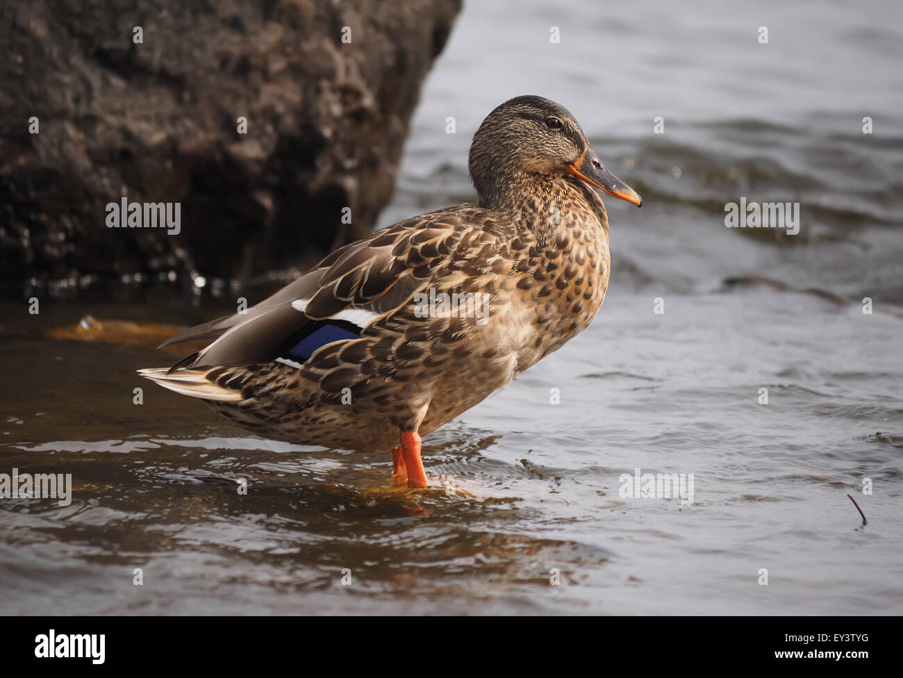 Lake Rash Duck duck on the lake Stock Photo - Alamy