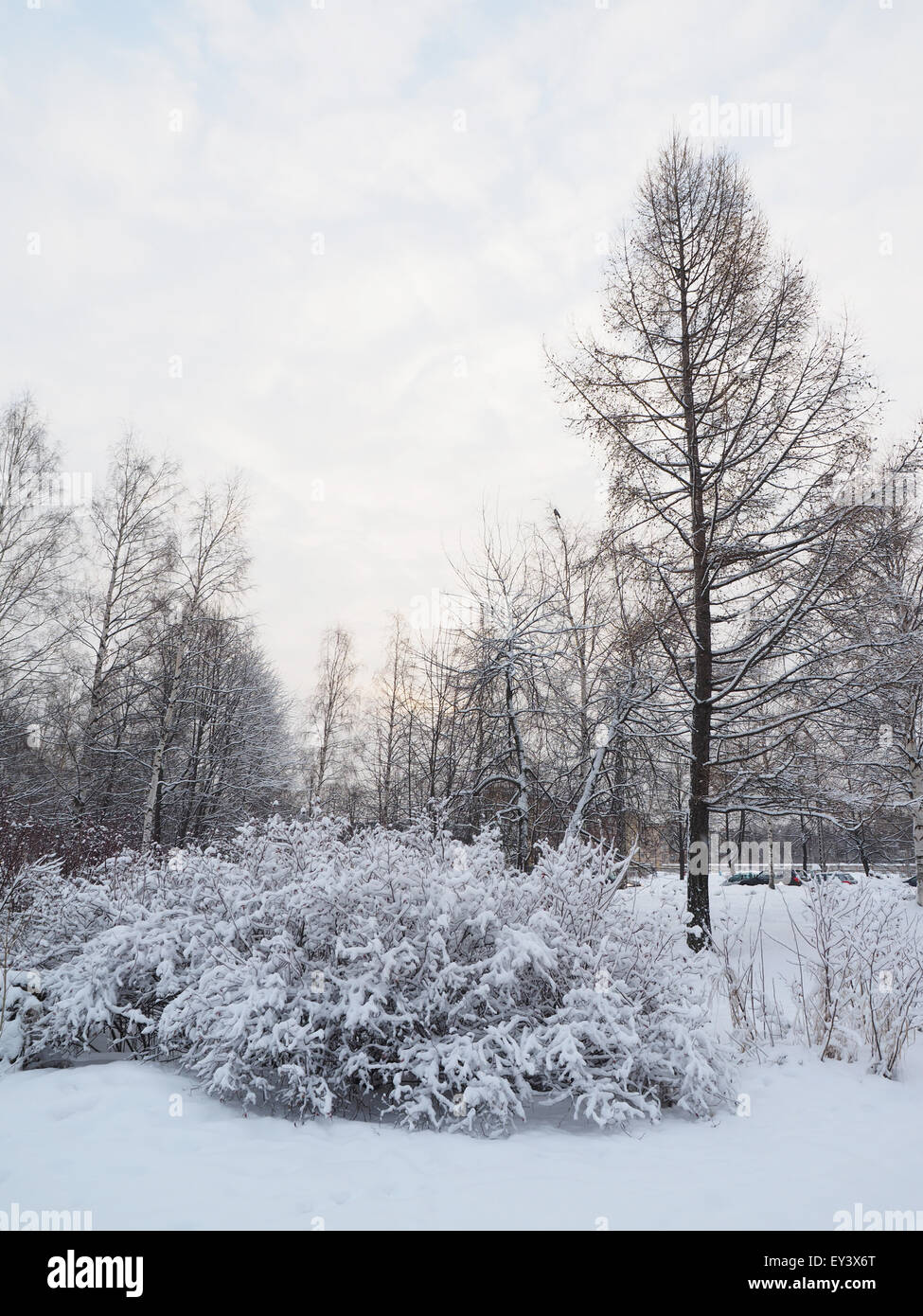 forest in winter Stock Photo - Alamy