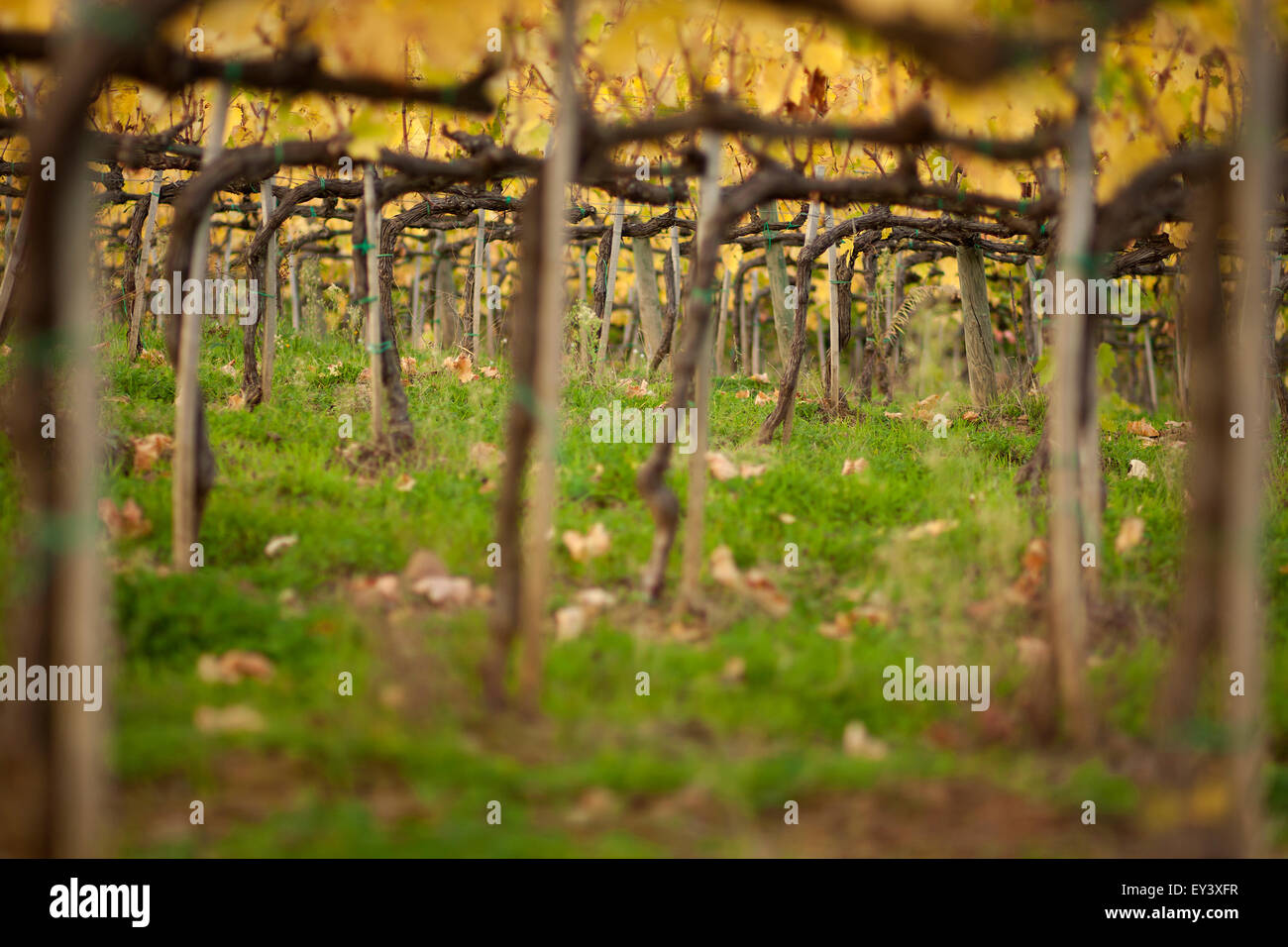 Close up of the stems and trained branches of the vines in a vineyard. Stock Photo