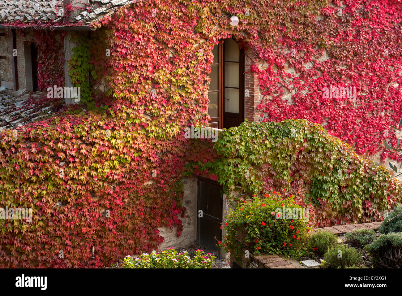 Colourful ivy growing on the wall of an old house or villa. Stock Photo