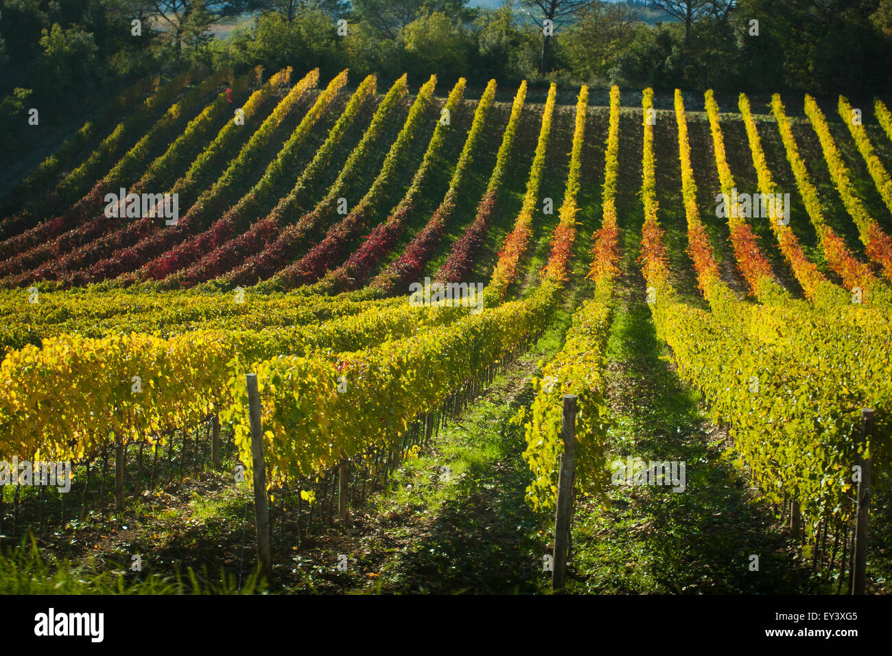 Acrossvines hires stock photography and images Alamy