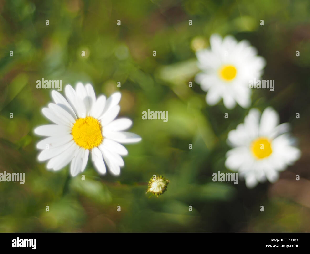 Forest Flower Creamy Chamomile Cleanser main image 1