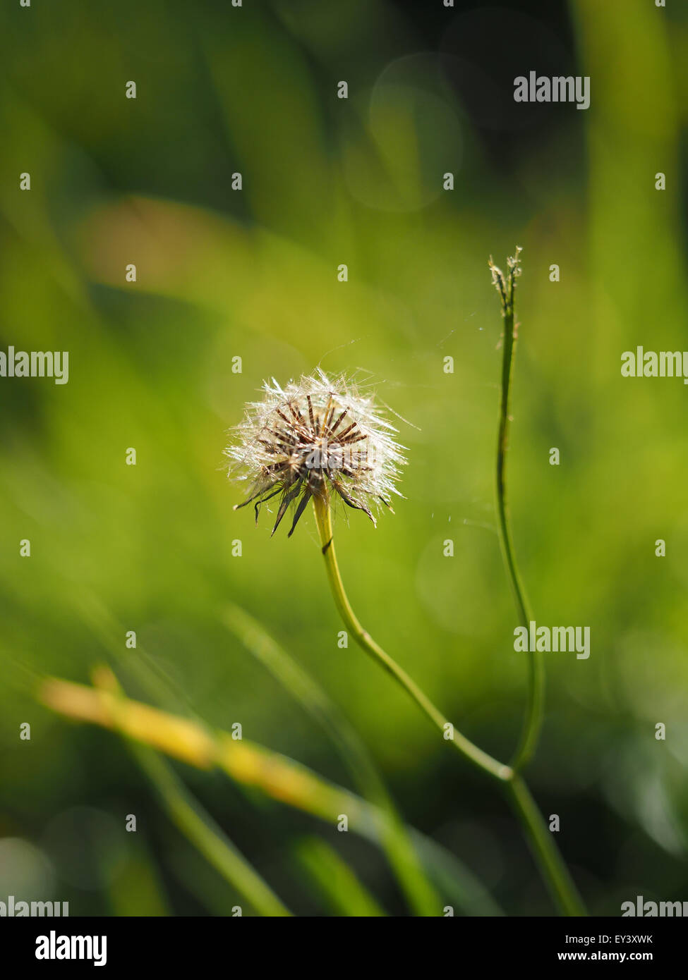Wild cotton grass hi-res stock photography and images - Alamy