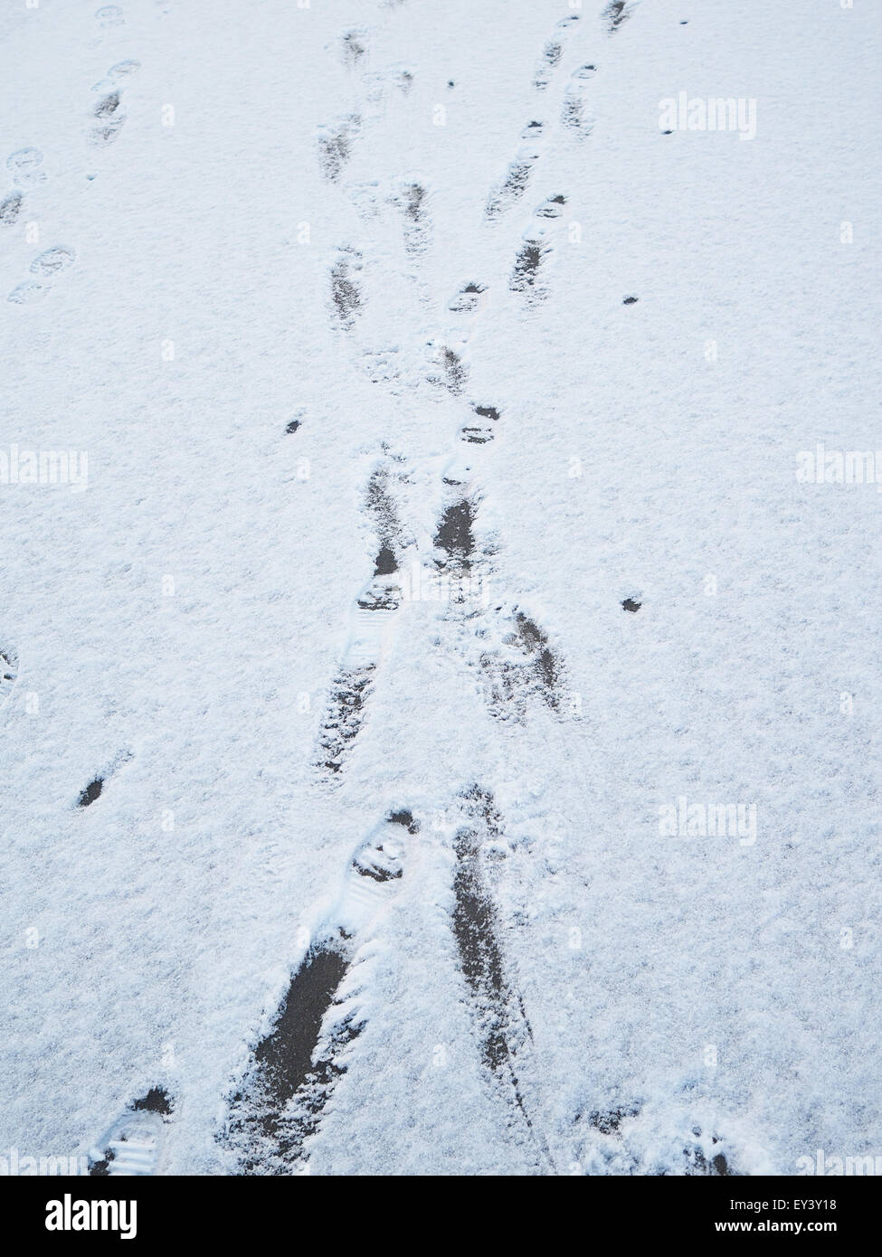 footprints in the snow Stock Photo - Alamy