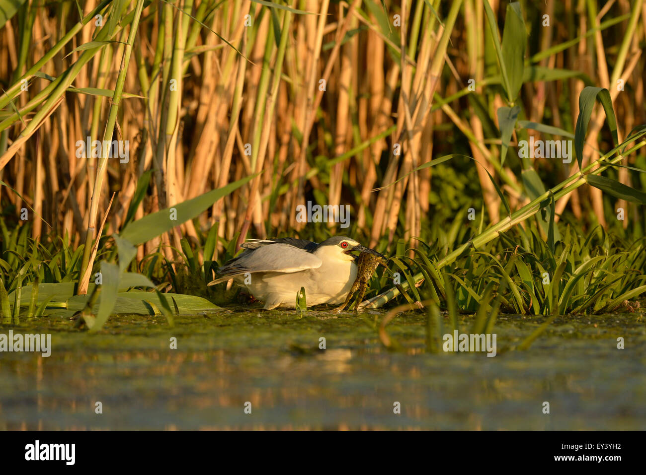 Black-crowned Night Heron (Nycticorax nycticorax) catching frog, Danube delta, Romania, May Stock Photo
