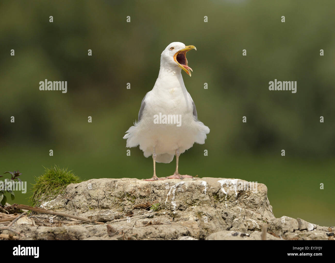 Caspian Gull (Larus cachinnans) adult standing on mound, calling, Danube delta, Romania, May Stock Photo
