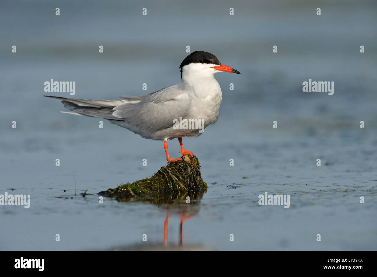 Common Tern (Sterna hirundo) adult standing on floating vegetation, Danube delta, Romania, May Stock Photo