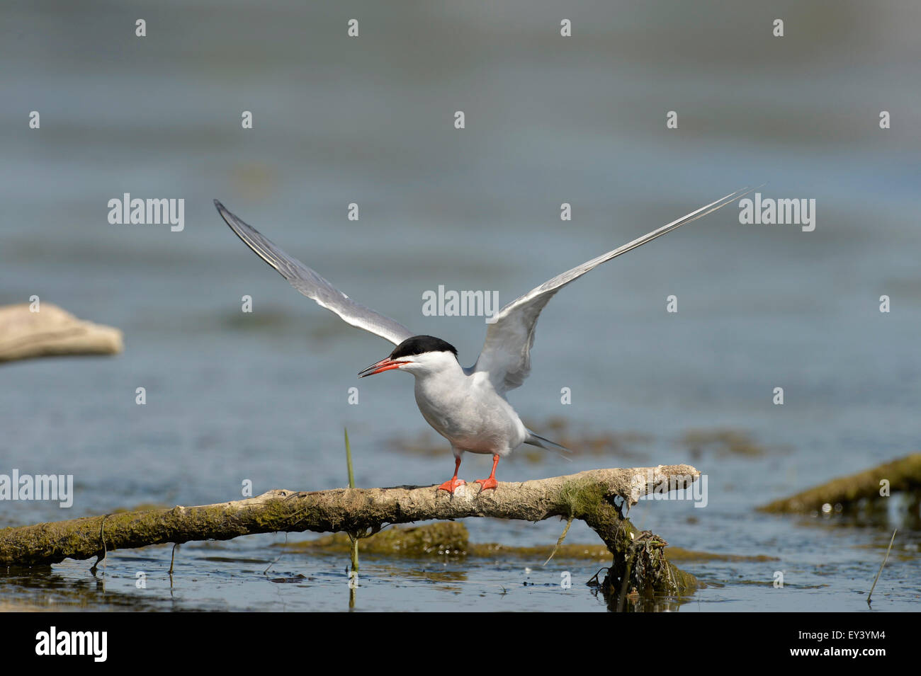 Common Tern (Sterna hirundo) pair standing on branch in water, wings raised, Danube delta, Romania, May Stock Photo