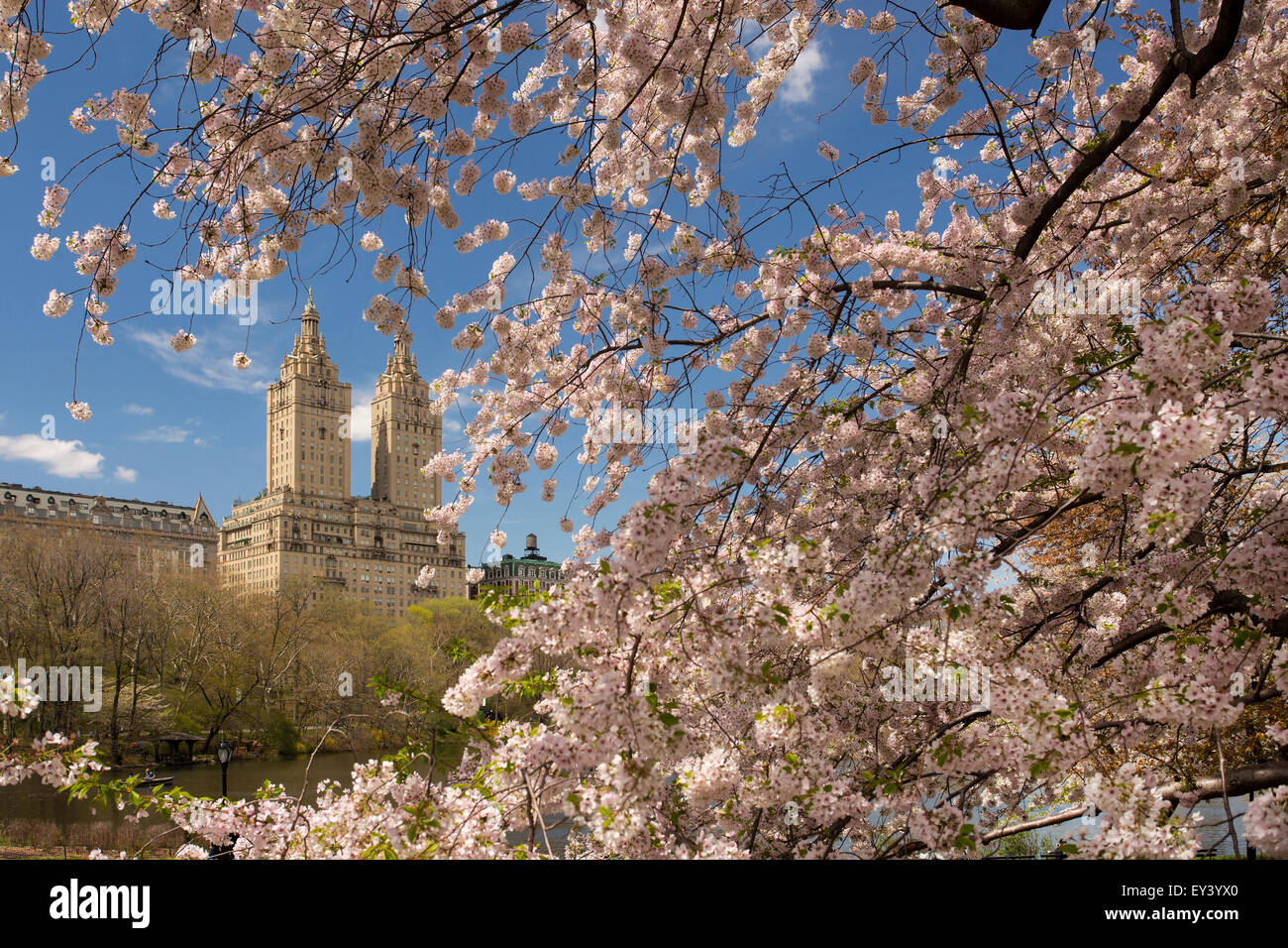 Cherry blossoms in spring in Central Park, Manhattan, New York city