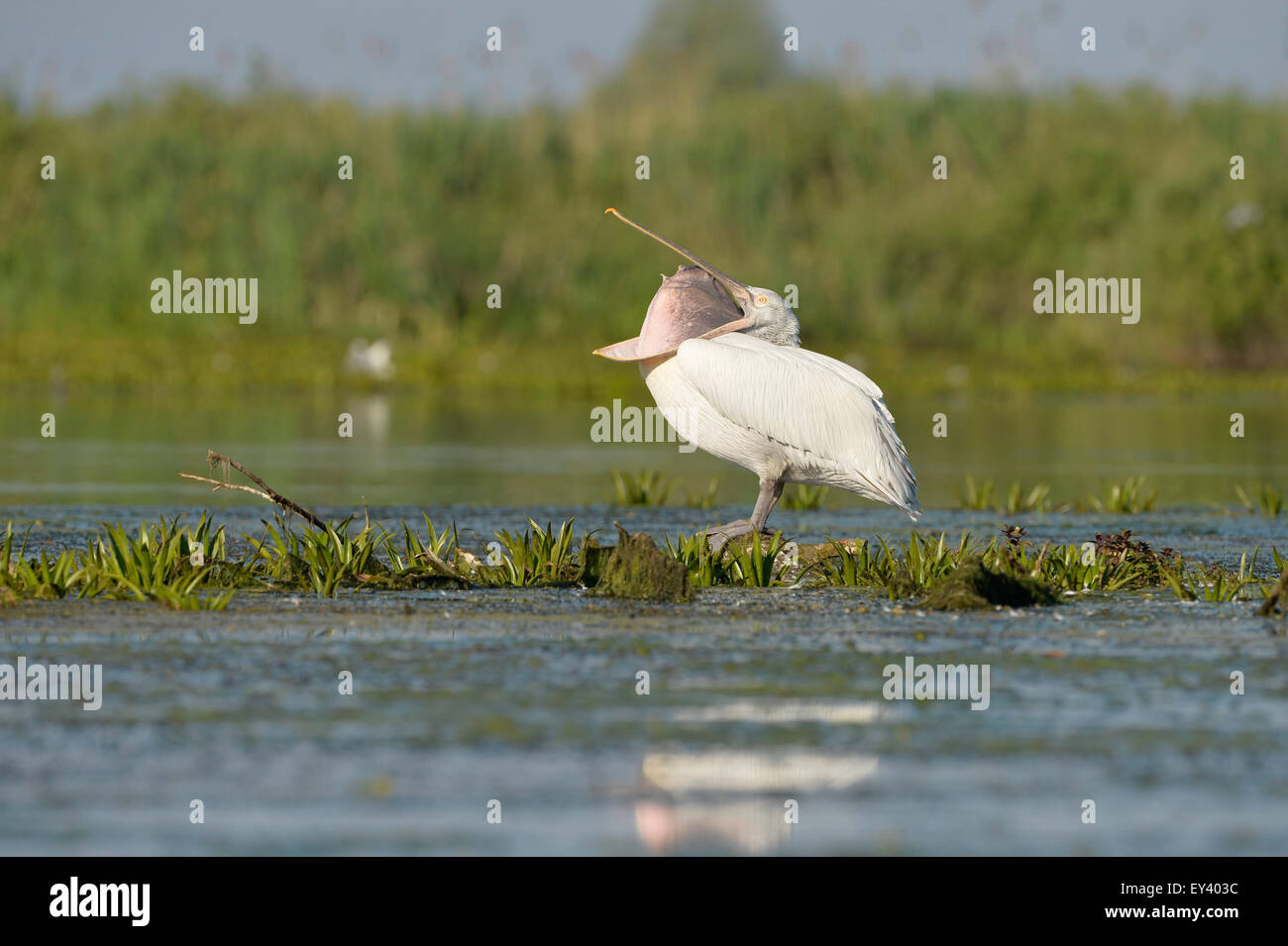 Dalmatian Pelican (Pelecanus crispus) standing in water on aquatic vegetation, with beak open, Danube delta, Romania, May Stock Photo