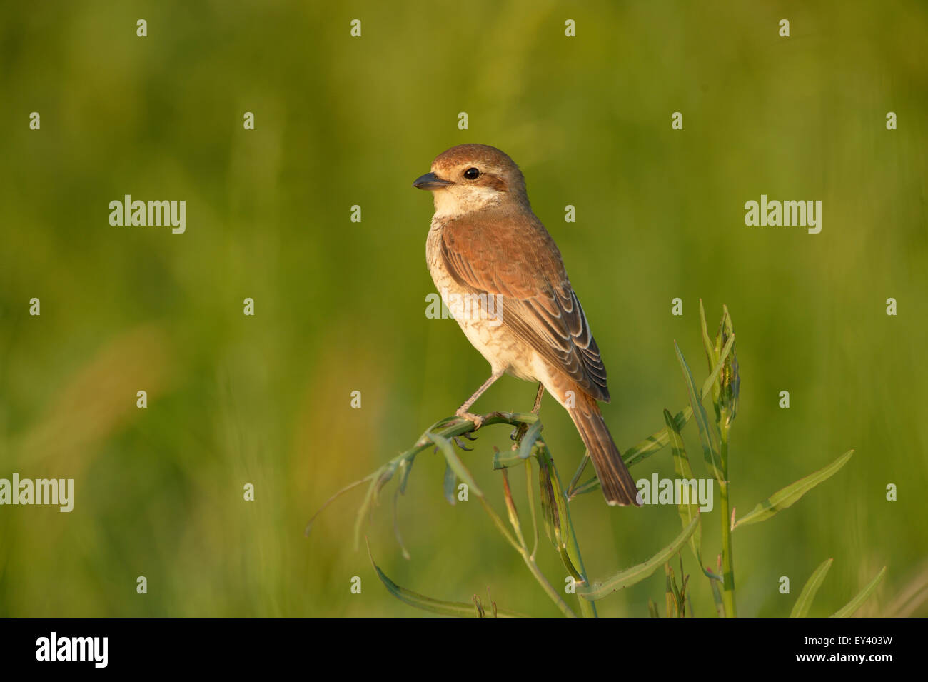 Red-backed Shrike (Lanius collurio) adult female perched on grassy stem, Romania, May Stock Photo