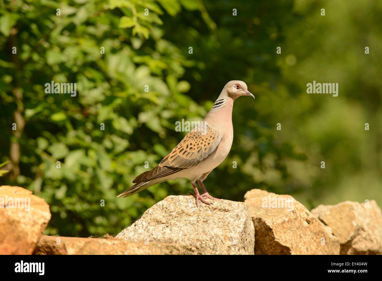Turtle Dove (Streptopelia turtur) adult standing on rock, Romania, May Stock Photo