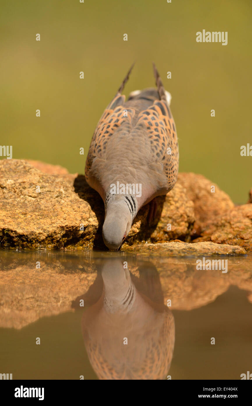 Turtle Dove (Streptopelia turtur) adult drinking at rocky pool, Romania, May Stock Photo