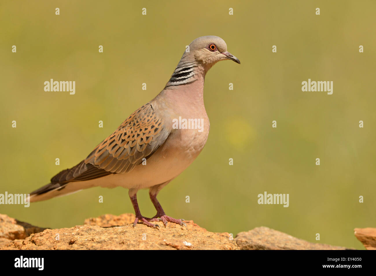 Turtle Dove (Streptopelia turtur) adult standing on rock, Romania, May Stock Photo