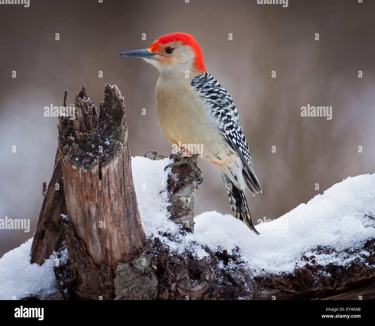 Red Headed Woodpecker perching on a branch covered in snow. Stock Photo