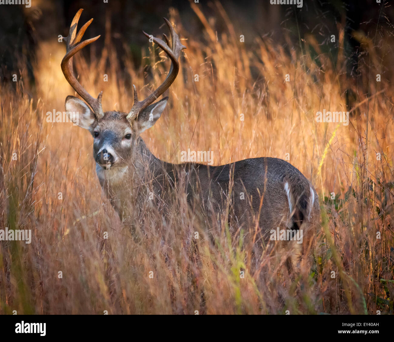 Male deer with antlers at sunrise, camouflaged by tall grass. Stock Photo
