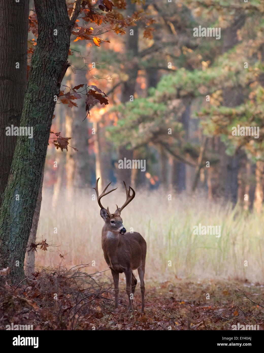 Male deer with antlers in autumn foliage. Stock Photo