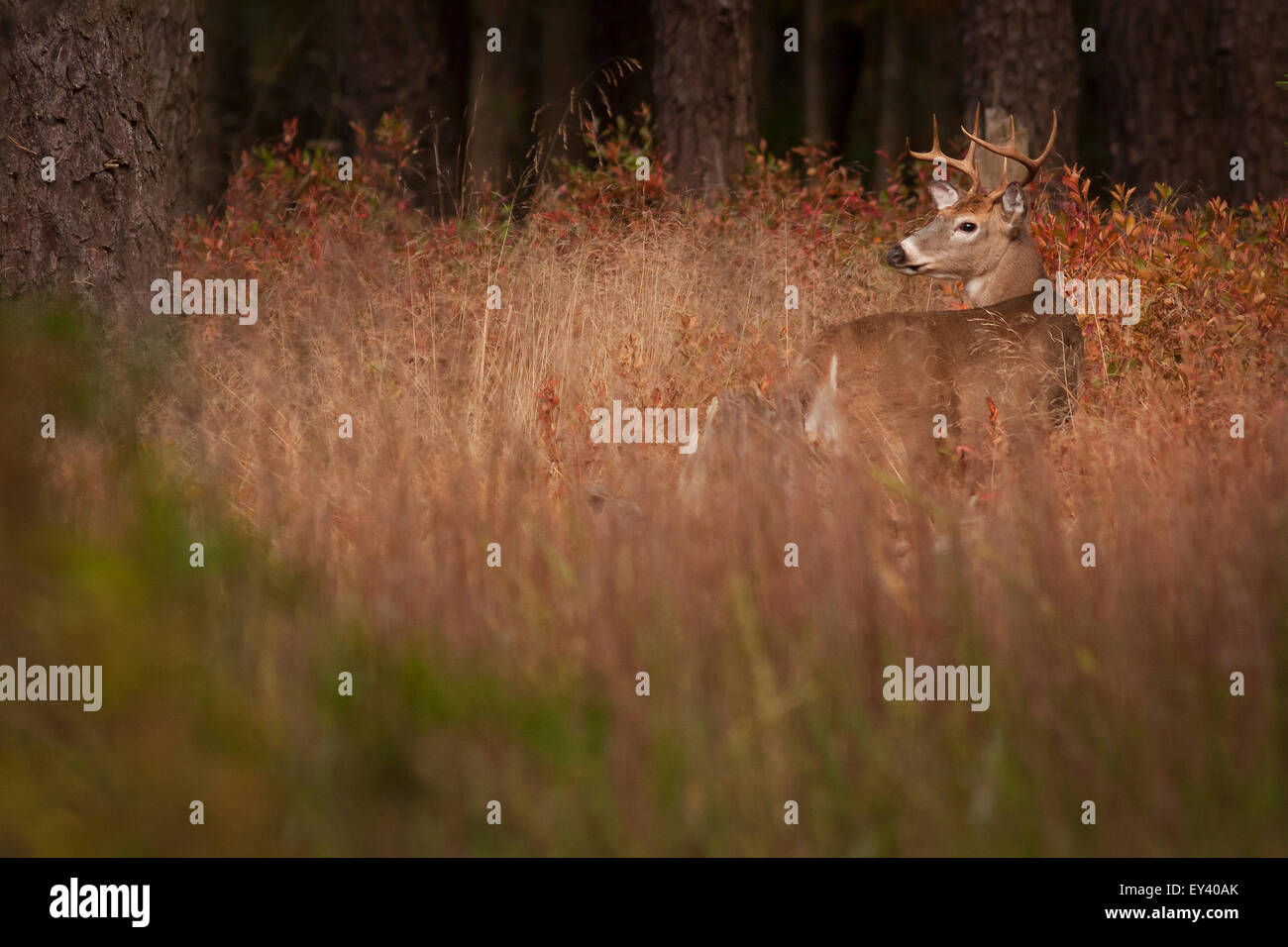 Male deer with antlers camouflaged in tall grass. Stock Photo