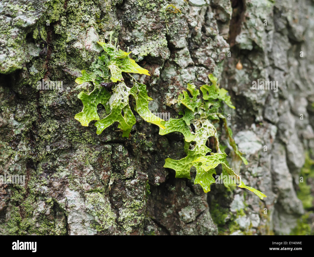 Lobaria pulmonaria on tree in forest Stock Photo