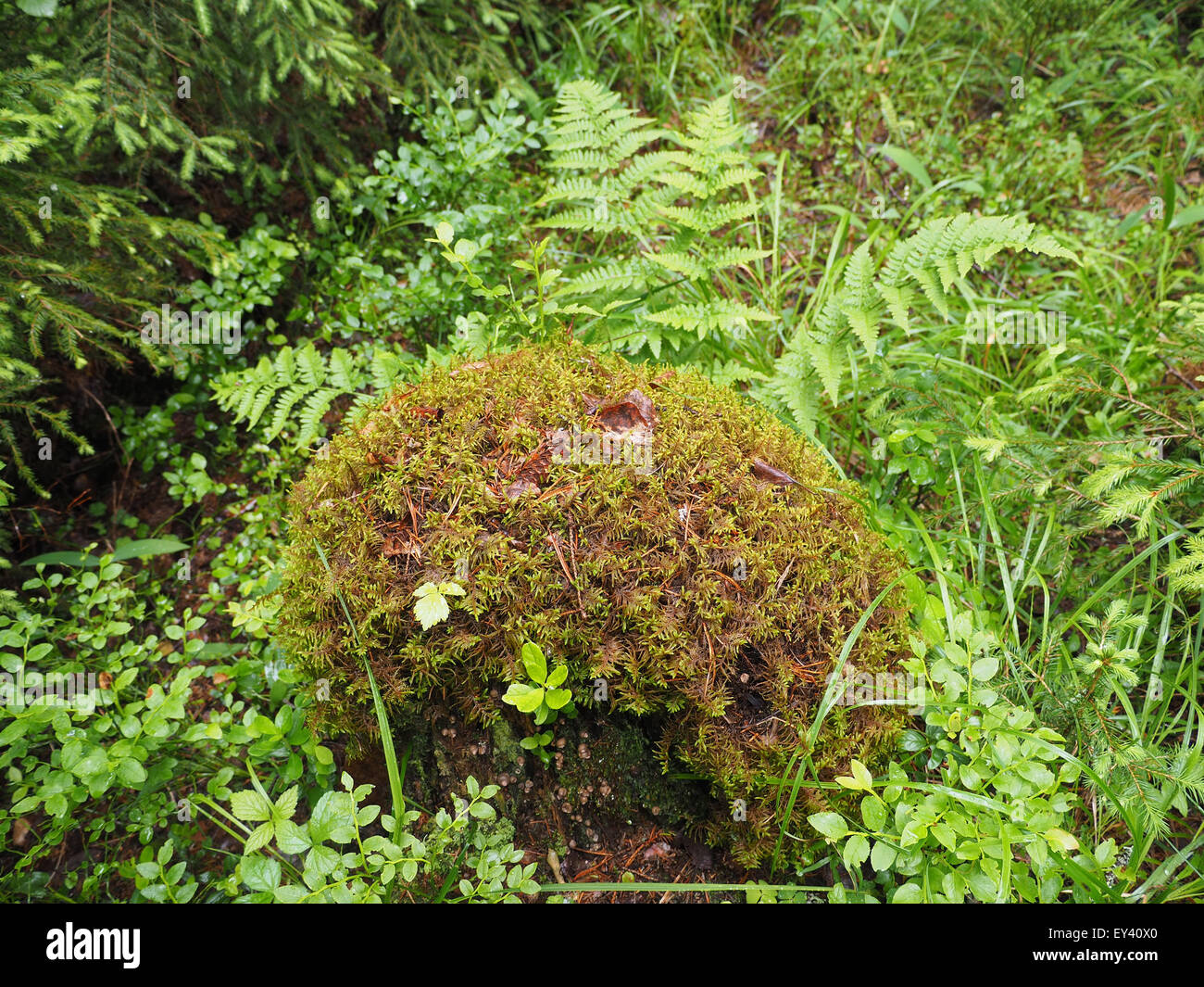Statups Foresty stump in the forest Stock Photo - Alamy