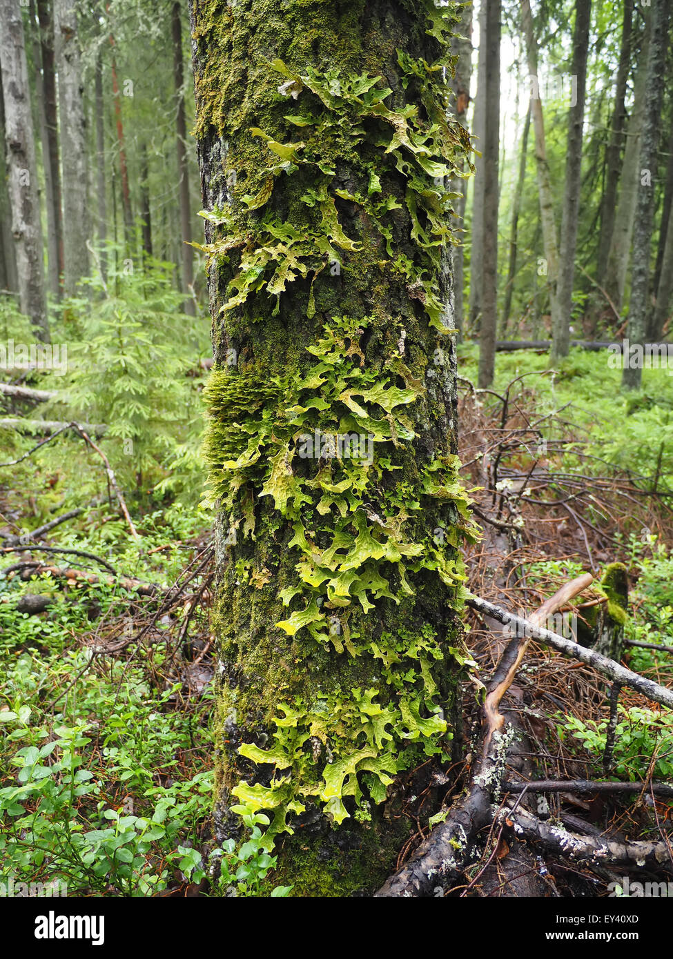 Lobaria pulmonaria on tree in forest Stock Photo