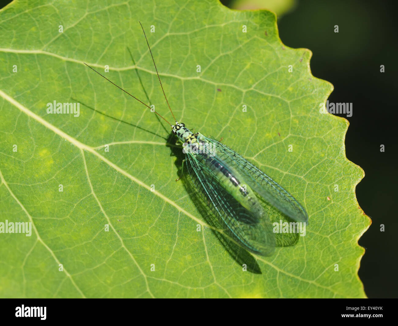 dragonfly on a leaf in the forest Stock Photo - Alamy