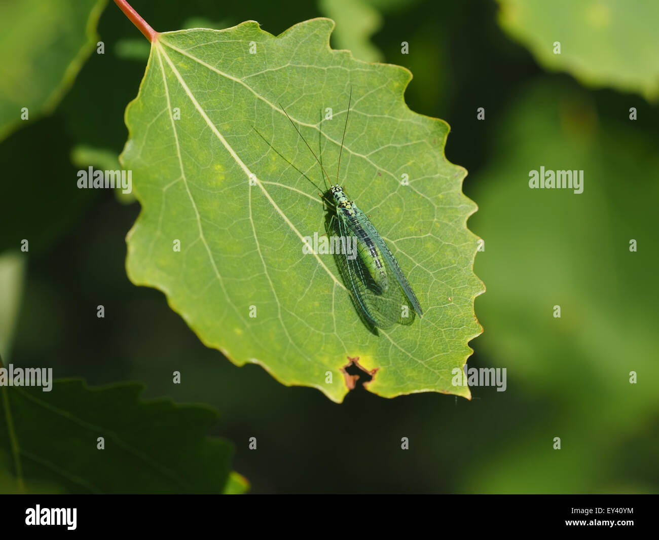 dragonfly on a leaf in the forest Stock Photo - Alamy