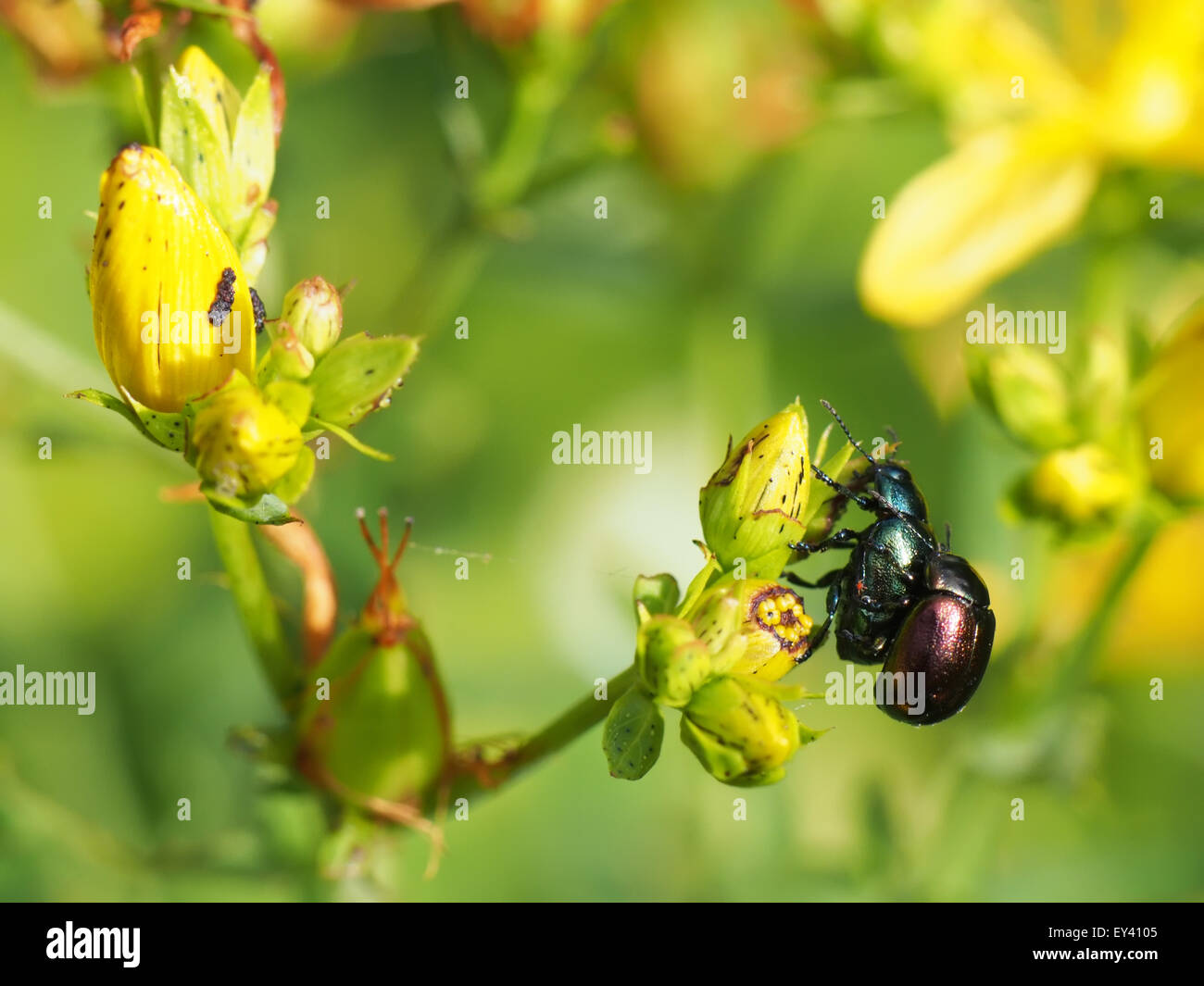 beetle in the grass Stock Photo Alamy