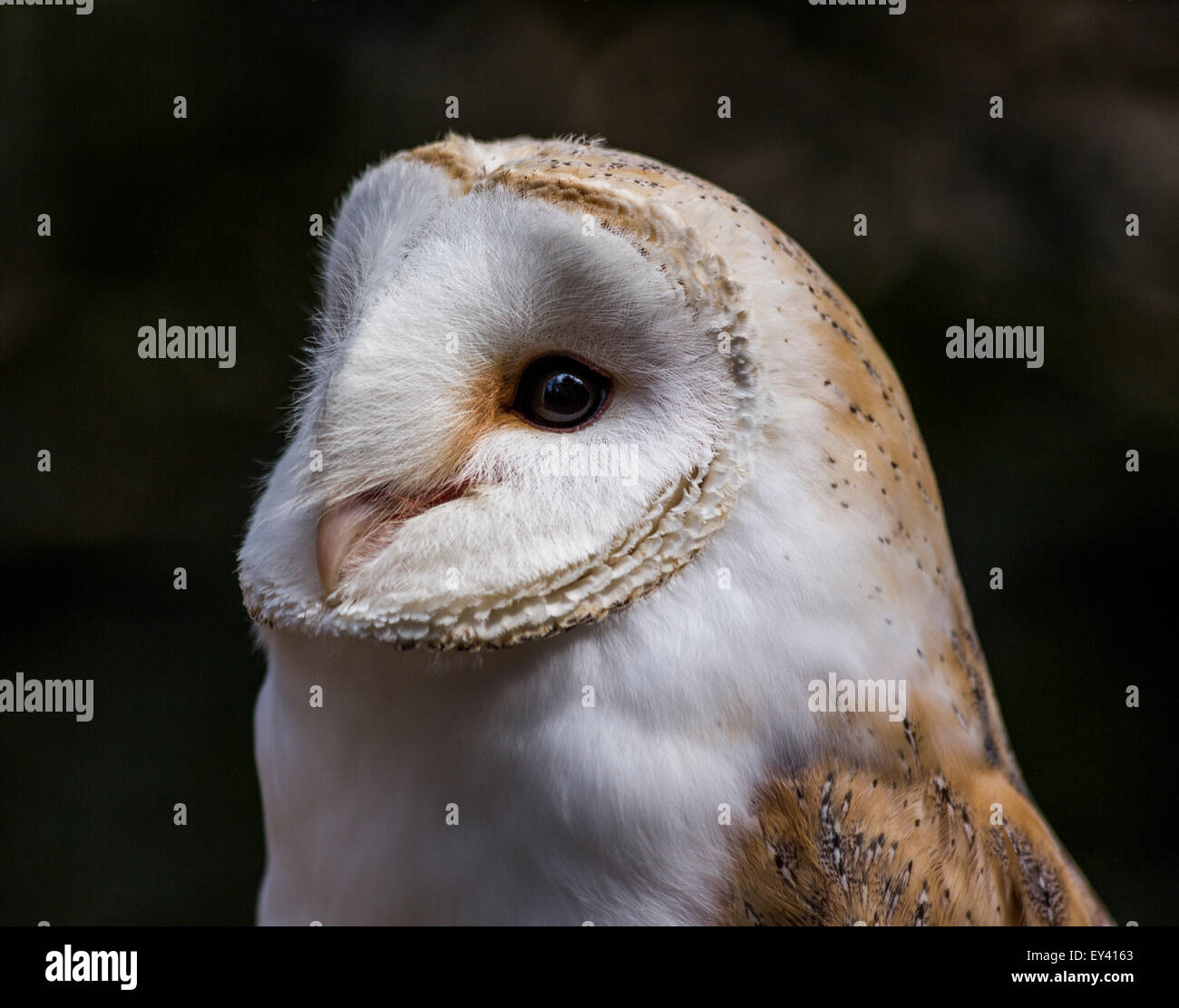 barn owl (Tyto alba), The Hawking Centre, Doddington, Kent, England, UK Stock Photo