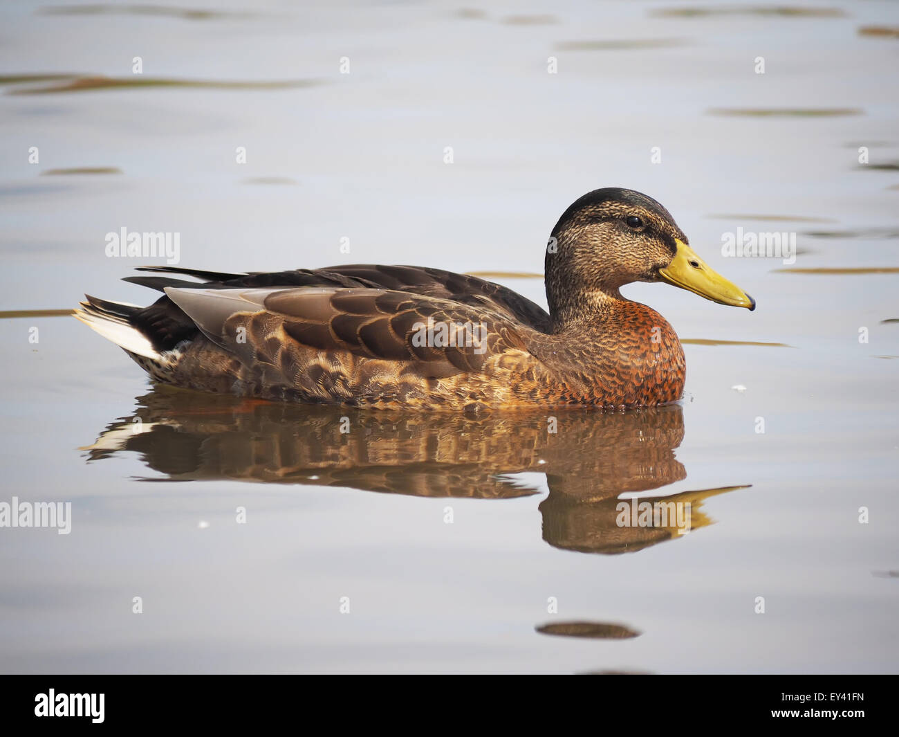 Lake Rash Duck duck on the lake Stock Photo - Alamy