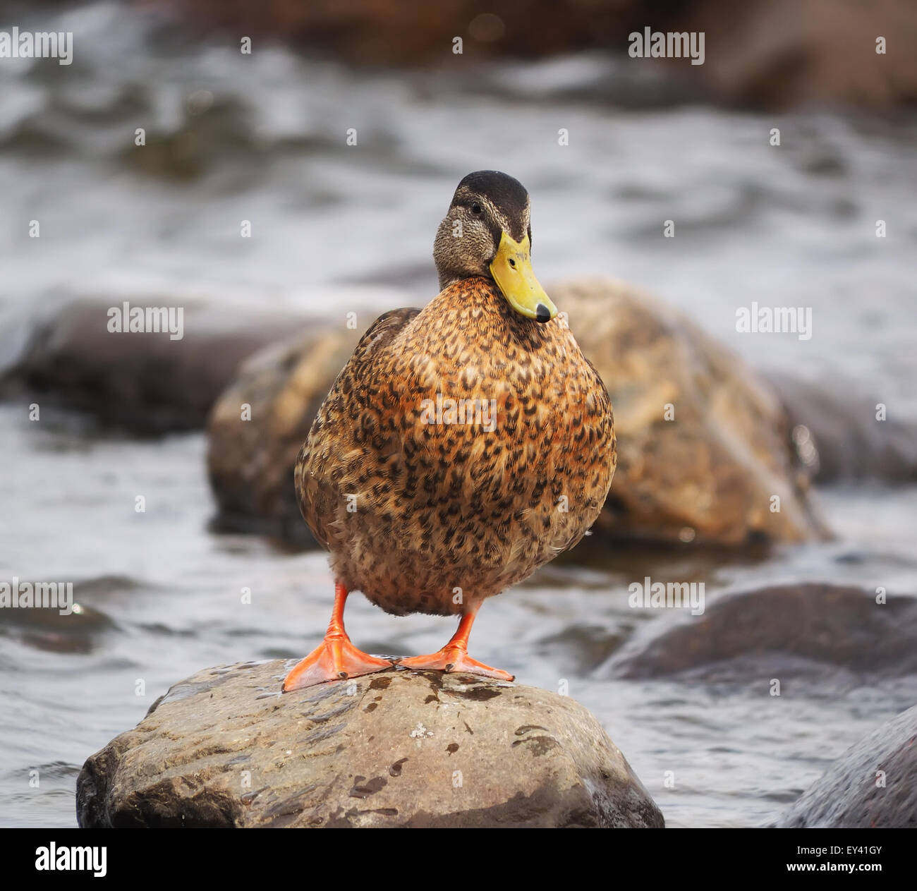 Lake Rash Duck duck on the lake Stock Photo - Alamy