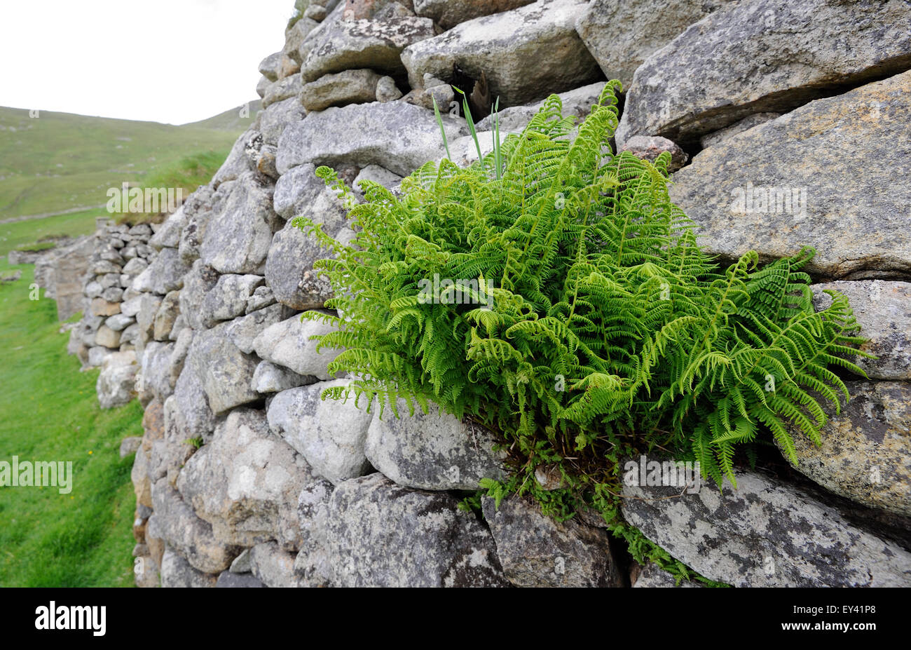 A fern grows in the dry stone wall of an old black house above village bay on Hirta. Hirta, St Kilda, Scotland, UK. Stock Photo