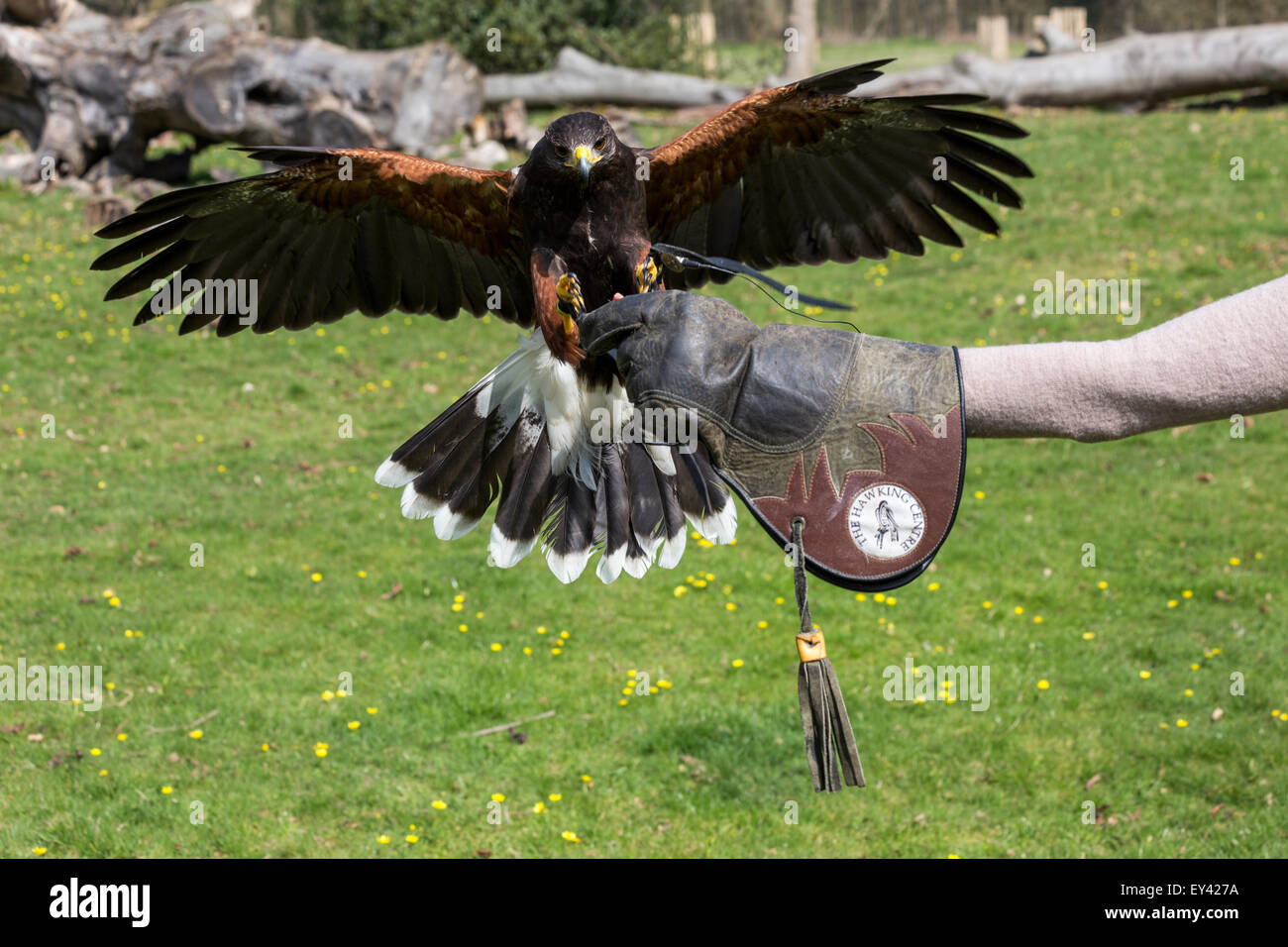 Harris's hawk or Harris Hawk (Parabuteo unicinctus), The Hawking Centre, Doddington, Kent, England, UK Stock Photo
