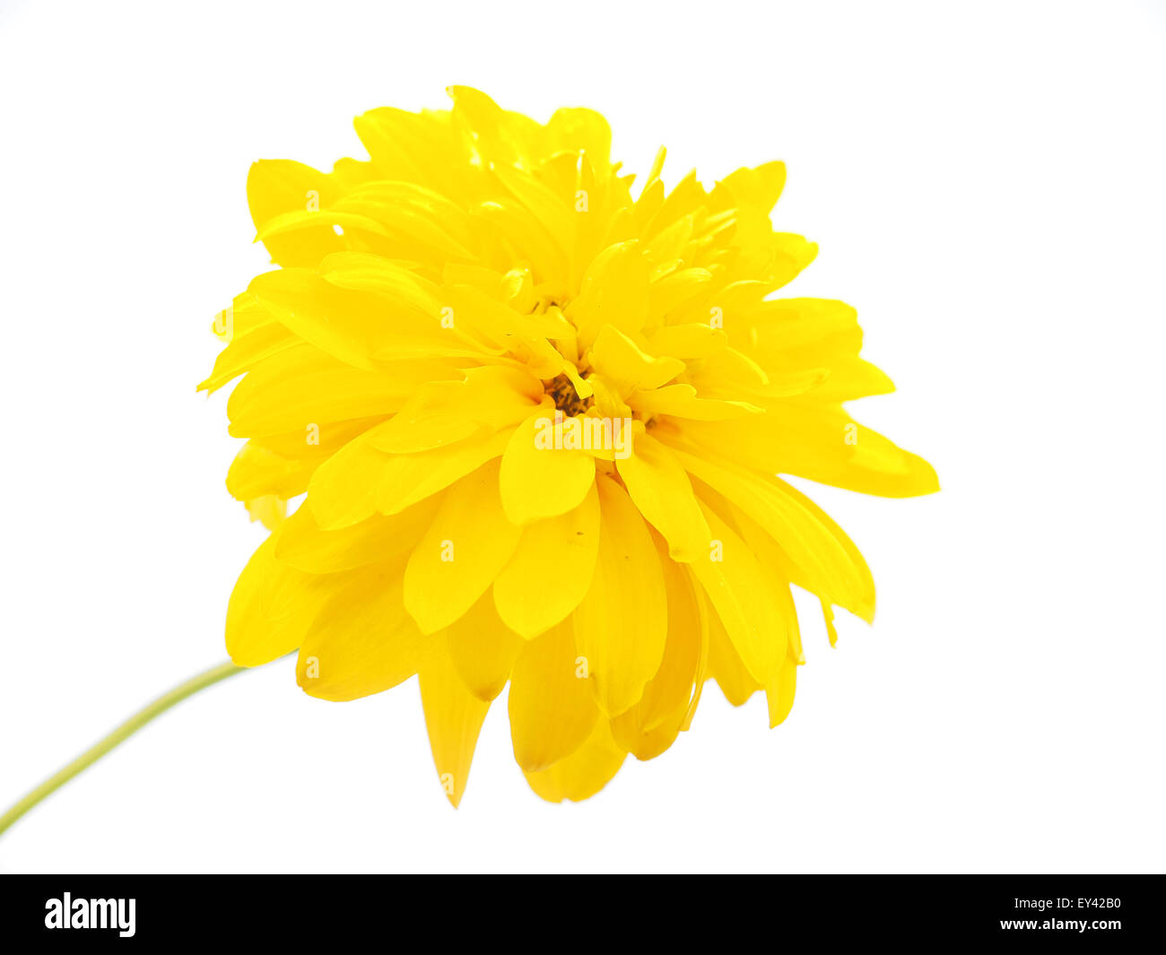 Golden Ball or Rudbeckia isolated white background Stock Photo Alamy